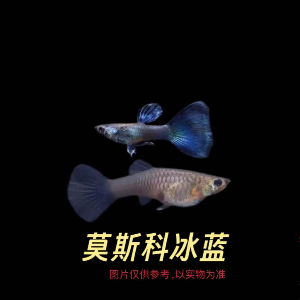 莫斯科冰蓝孔雀鱼公母搭配