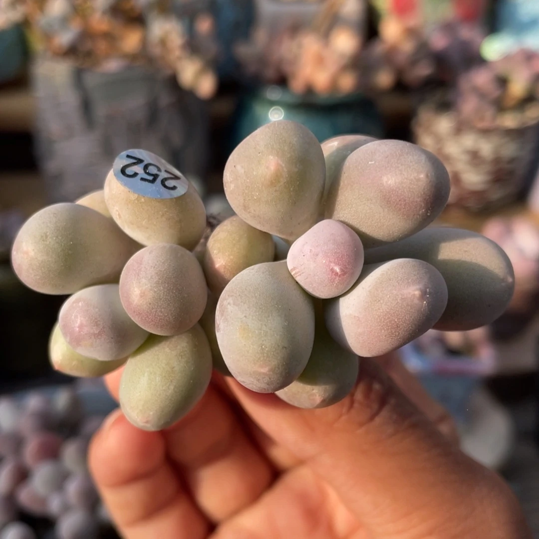 米可奶酪多肉植物