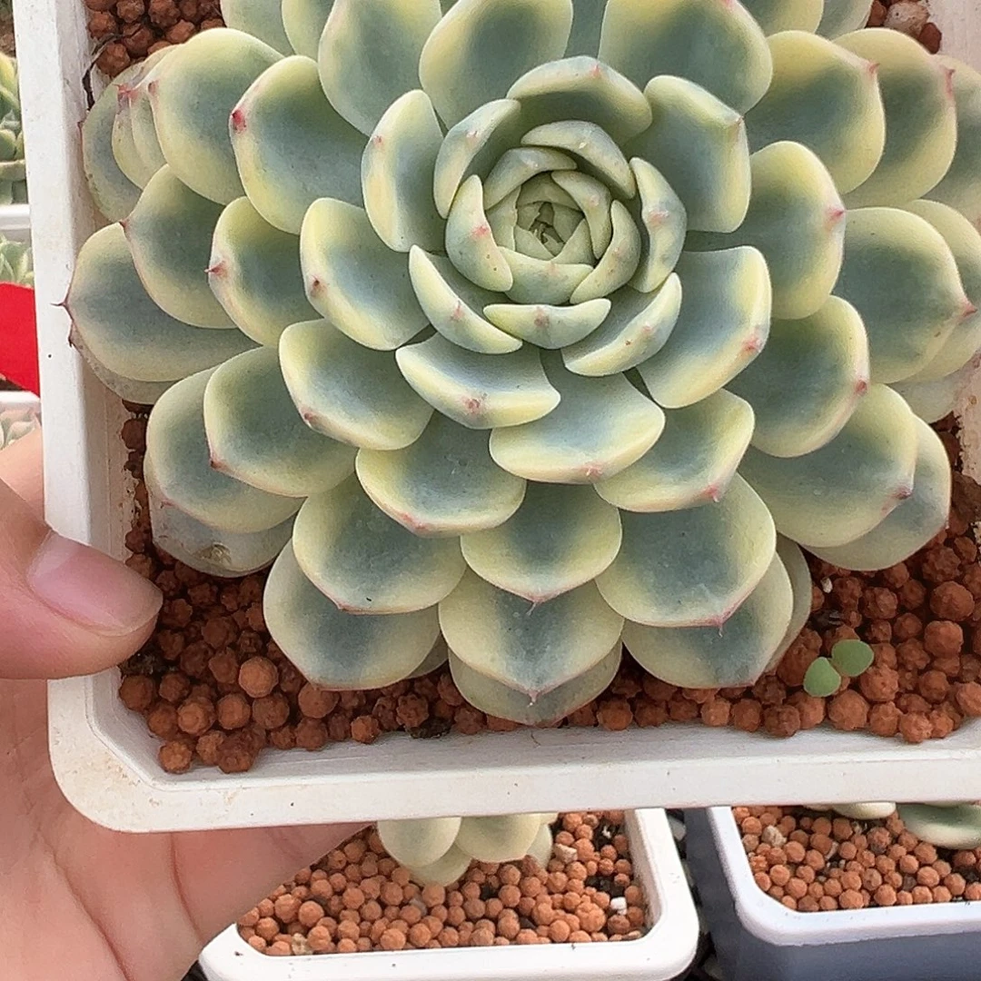 33号姬莲锦多肉植物