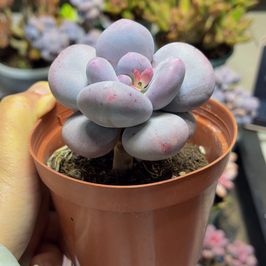 447大叶奶酪7厘米多肉