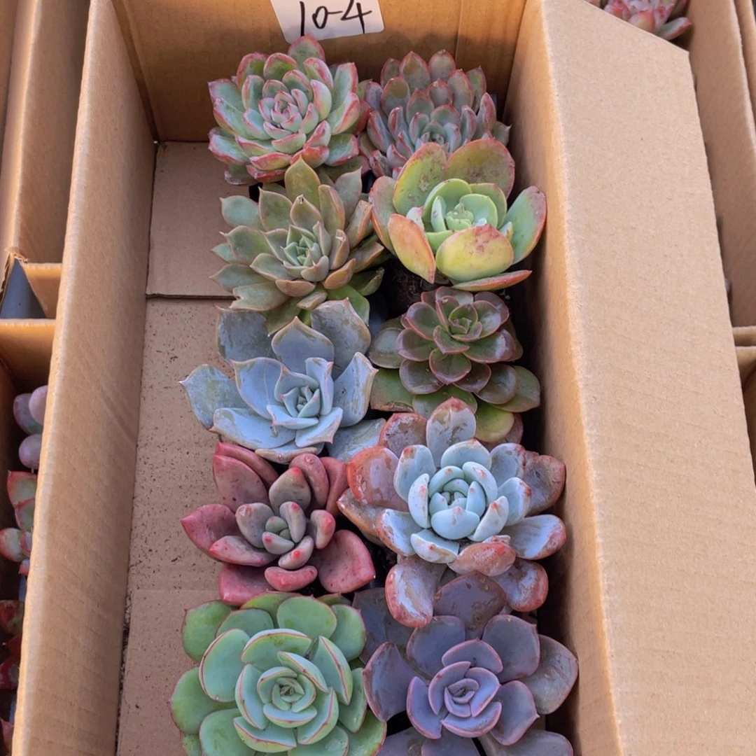 10颗-4号约4-5厘米