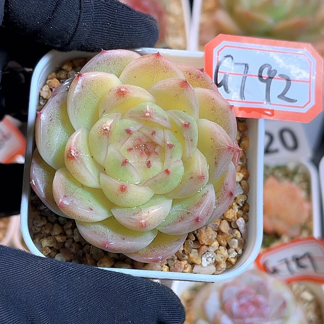 G792  珍妮上新18包邮