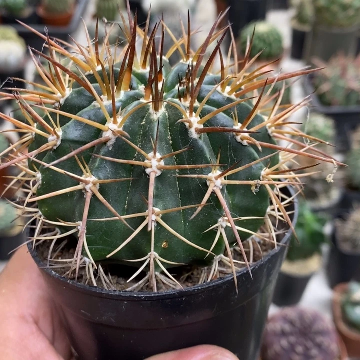 实生彩云特价福利