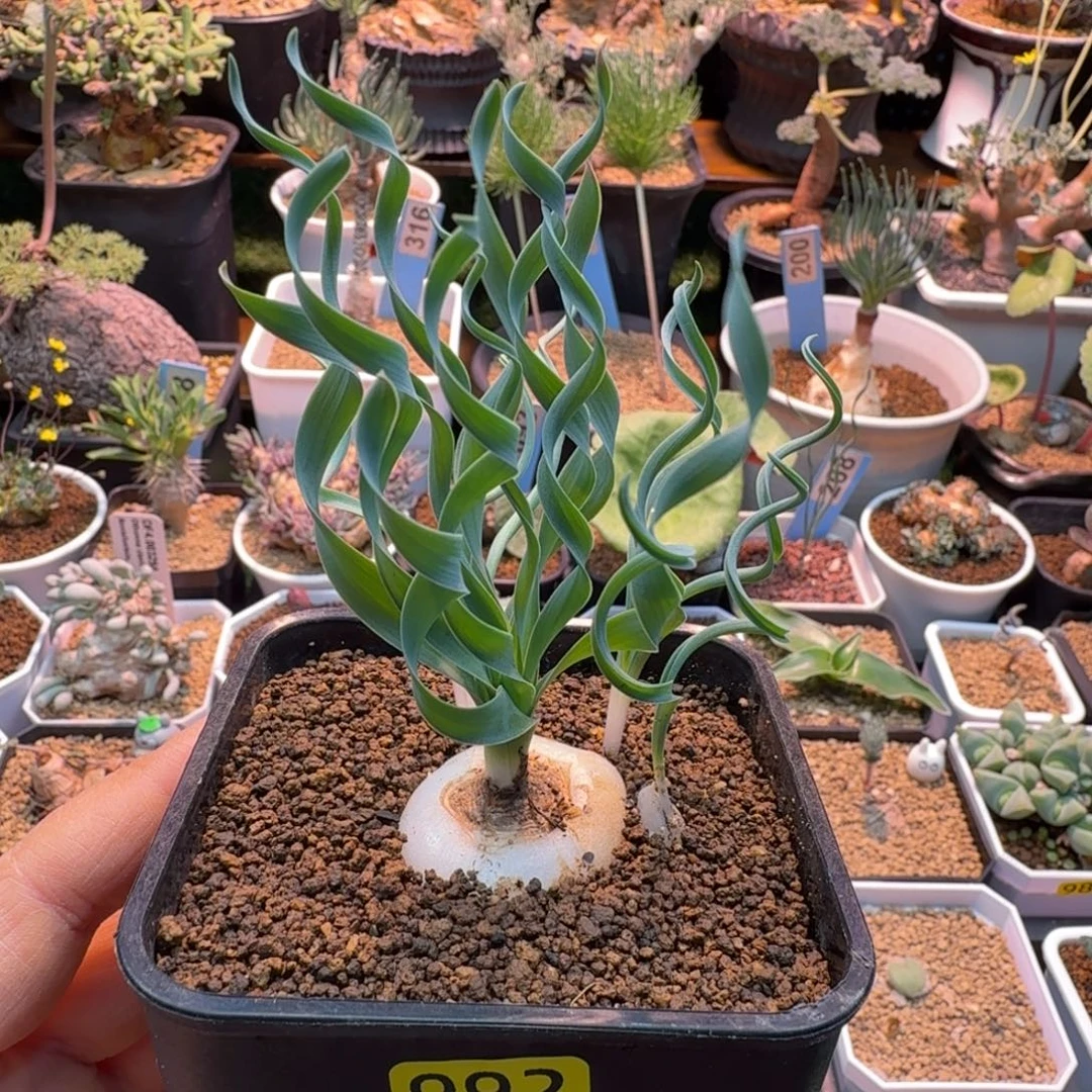 贵妃弹簧草992 仙人球