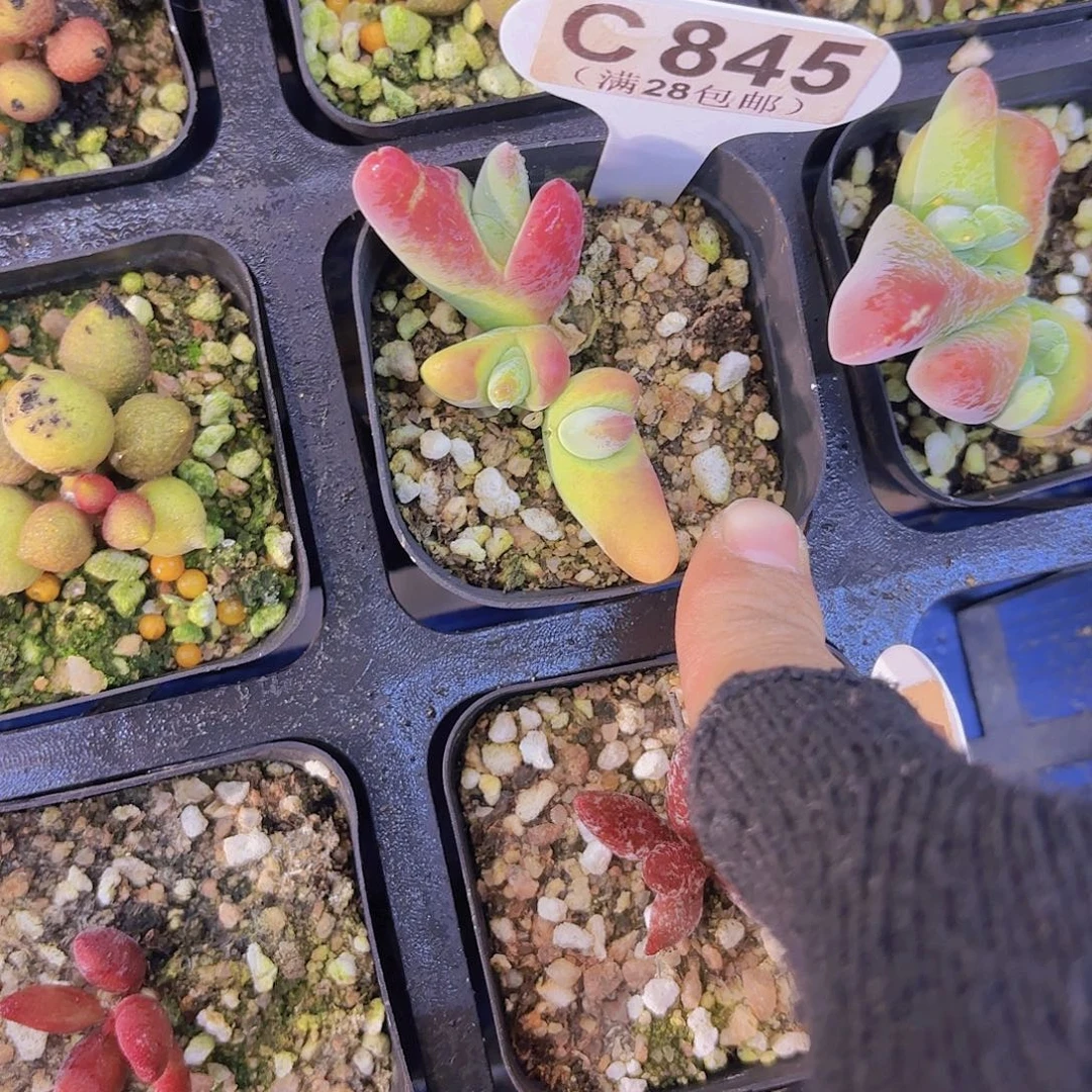 终***々C845大鲨鱼一物语拍