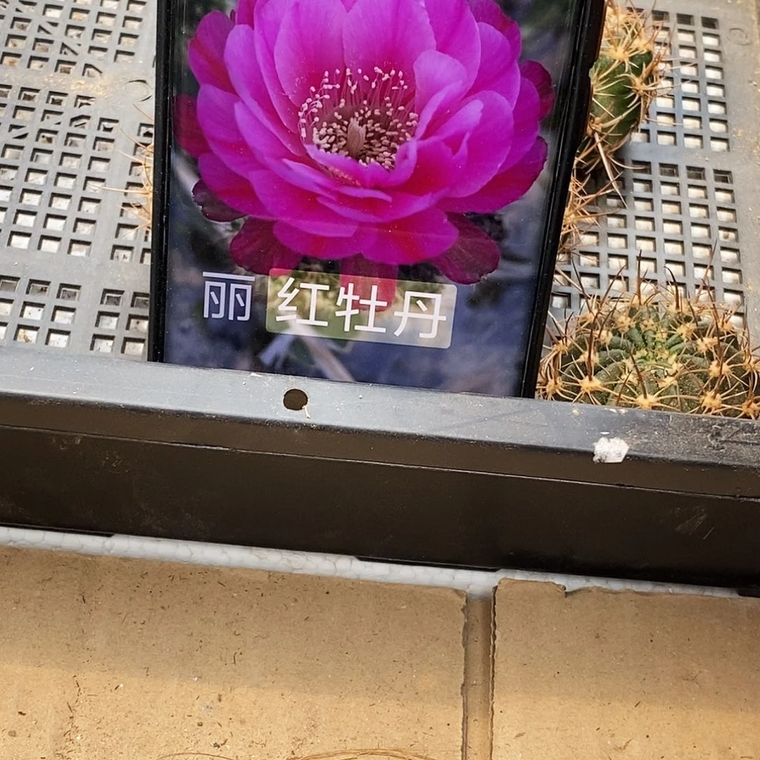 丽 红牡丹侧芽歪20包邮/4公分