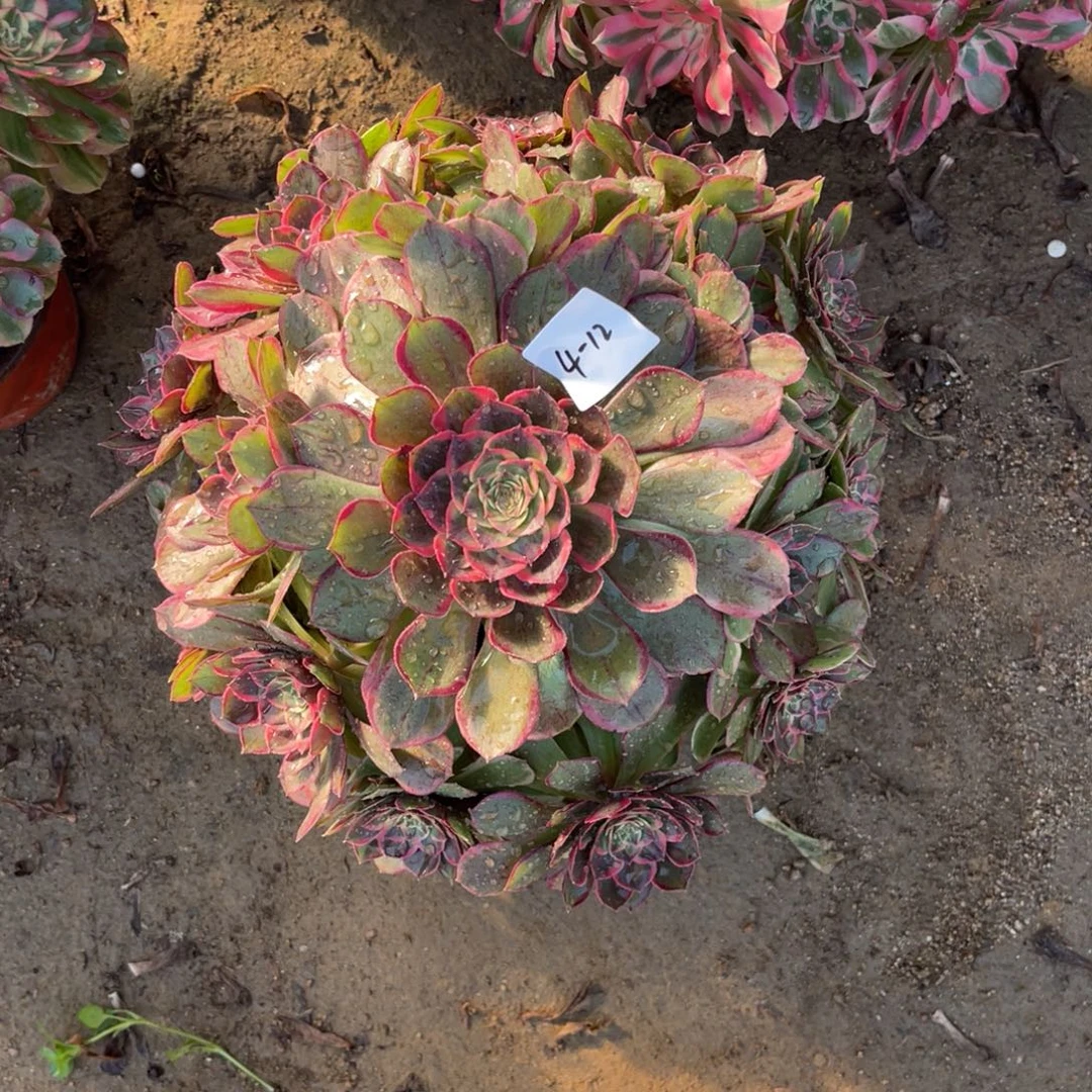 12-4-12粉花妖法师锦