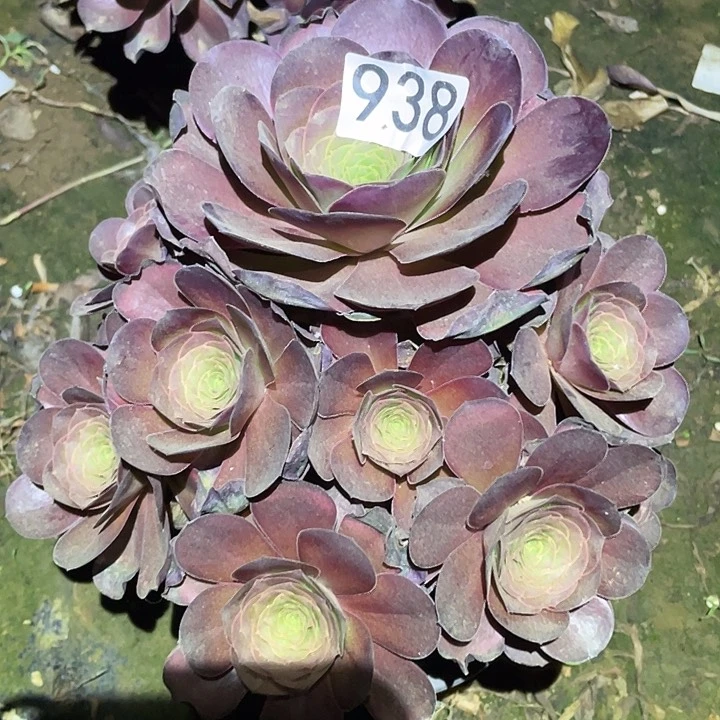 多肉植物法师938美金玫瑰