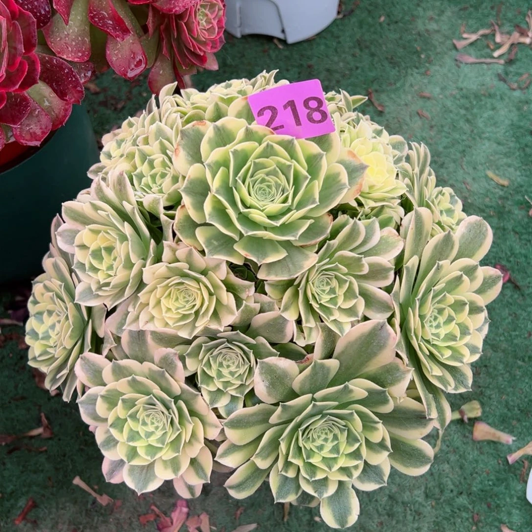 218绿豆沙法师多肉