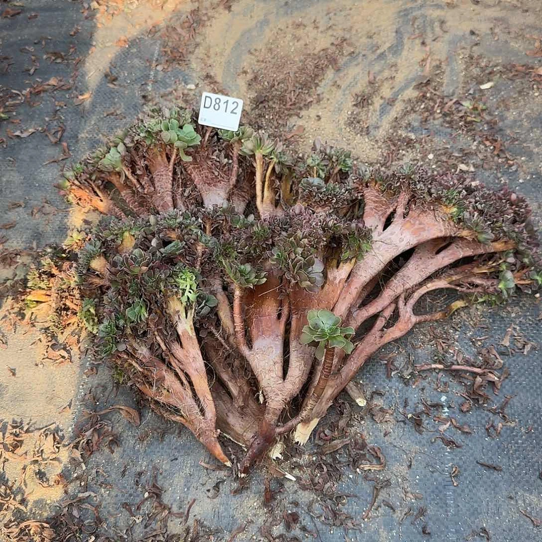 812玫瑰砍头共8个有晒伤