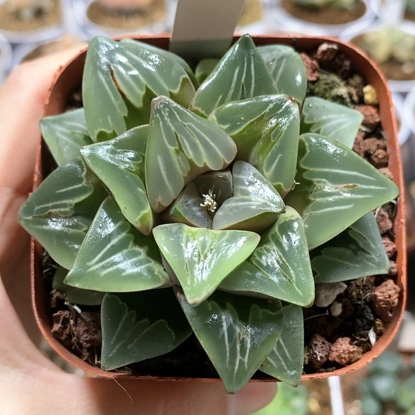 【闪购商品】76绿玻璃