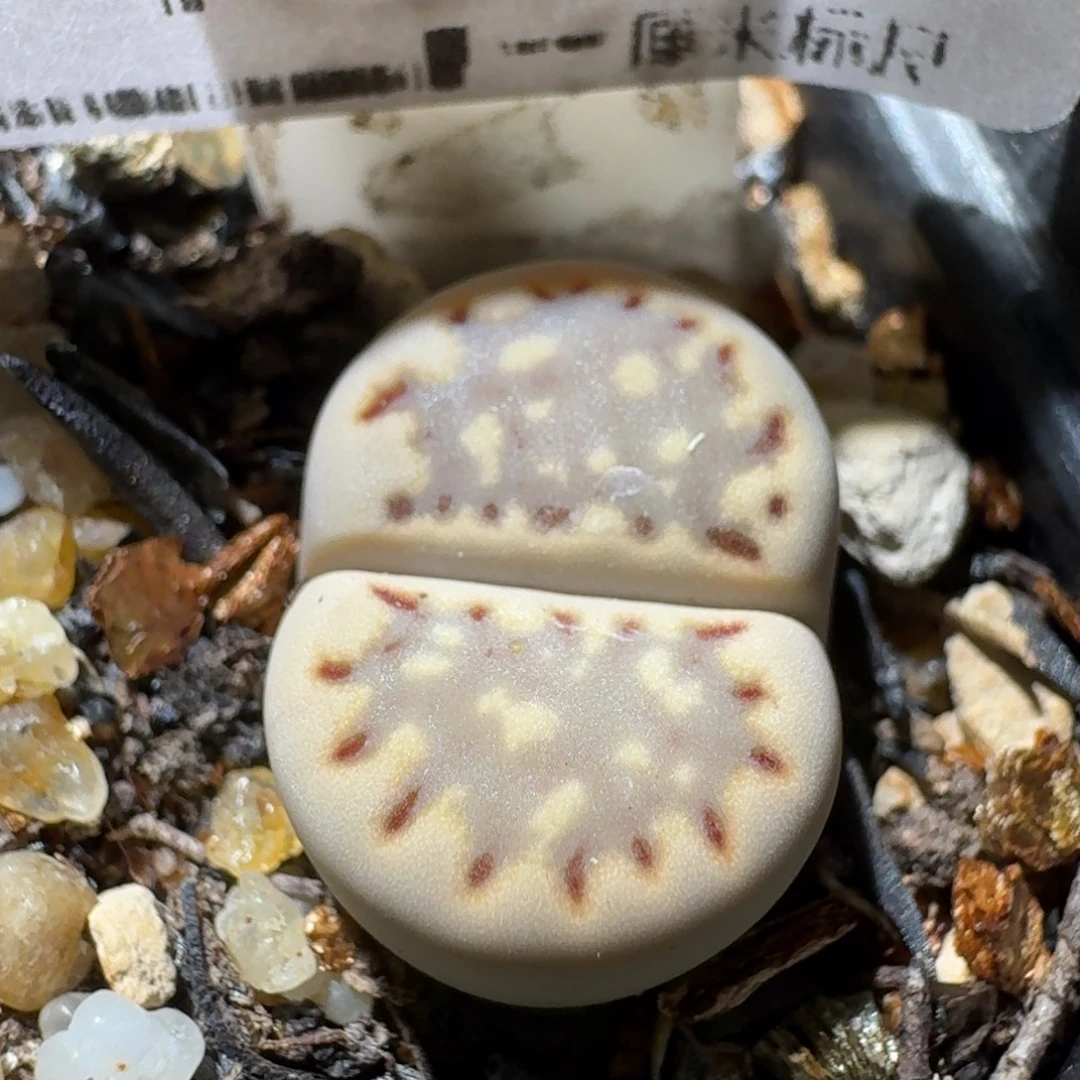 高品质生石花清清1105