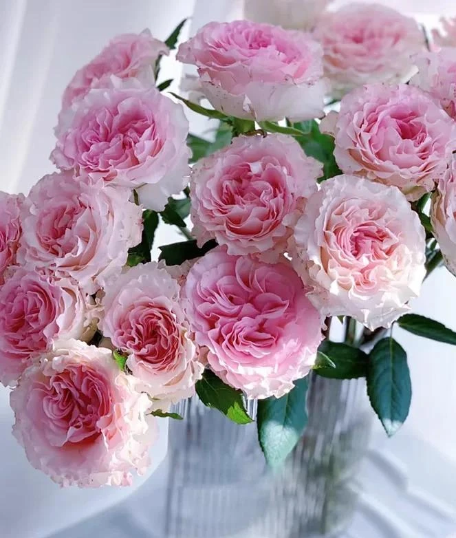 【洛神玫瑰】单头玫瑰 香水洛神 （百分之二十损耗不售后 ）