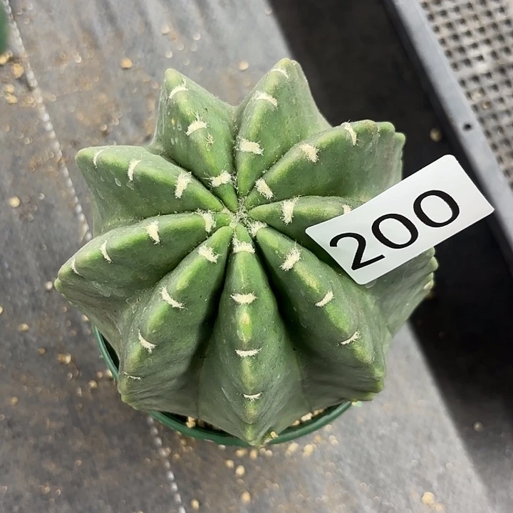 200。       一物一拍