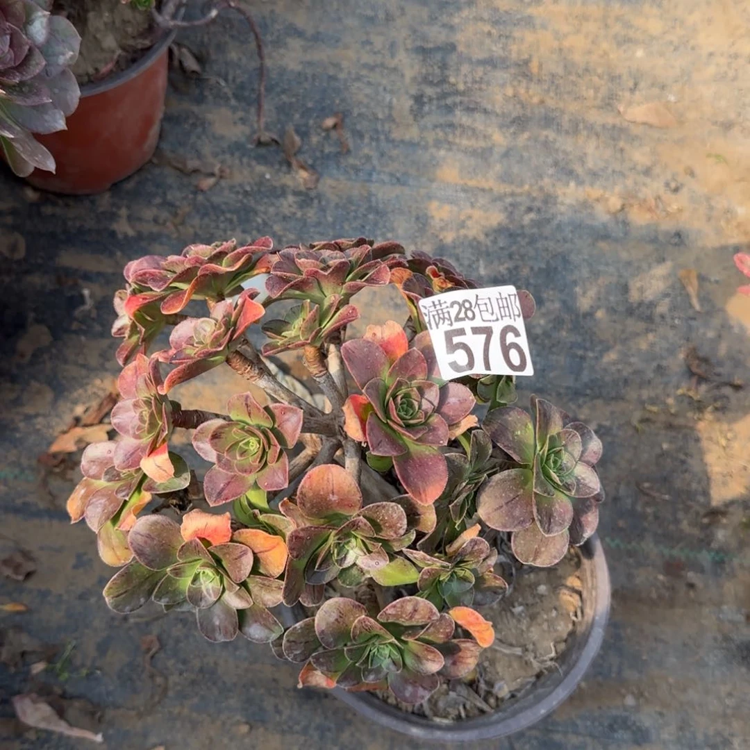 圣诞节多肉576满28包邮断枝不包