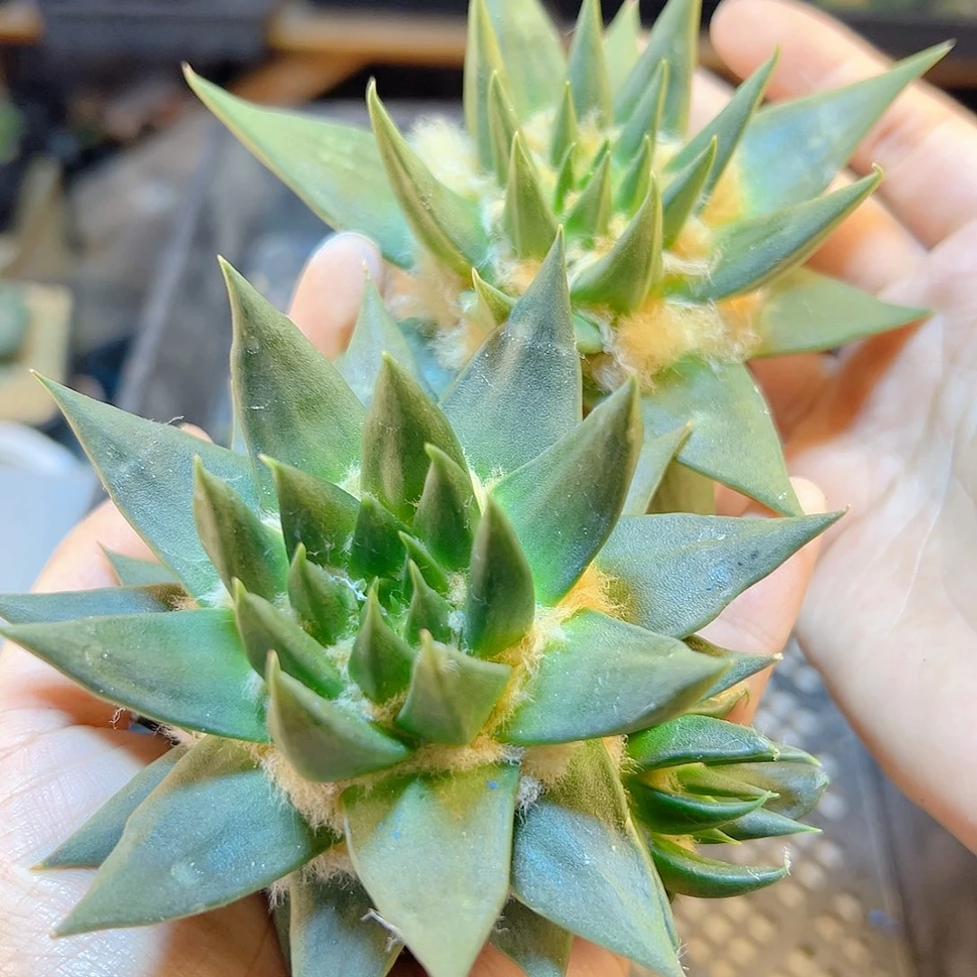 苗接细尤龙牙牡丹无根8公分