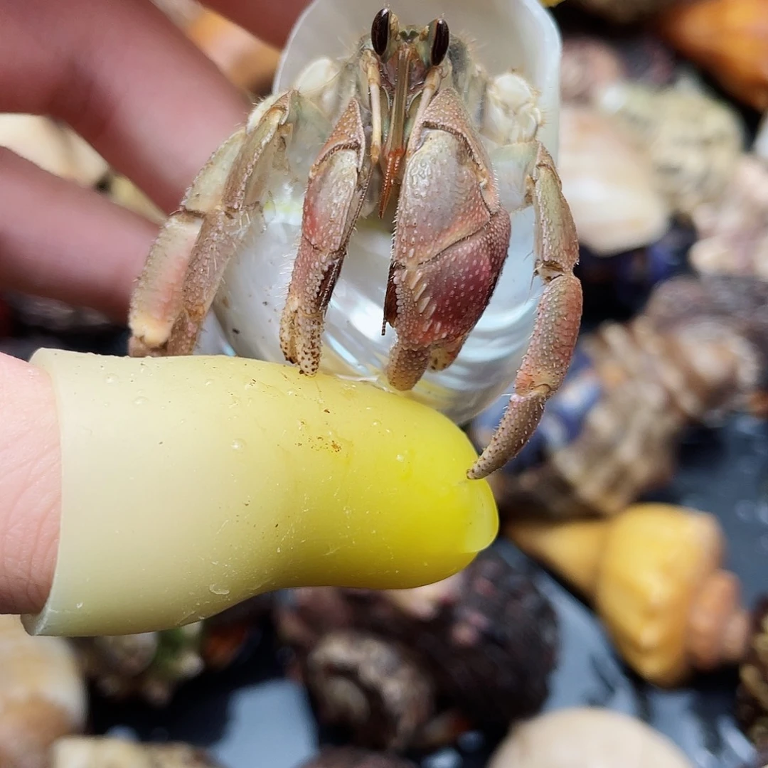 2.5口缺腿新岛异彩魔女