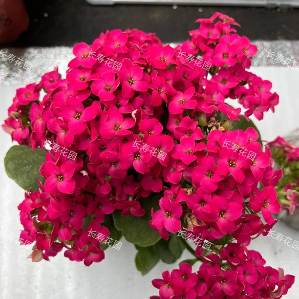 长寿花园～【麦乐迪】110盆