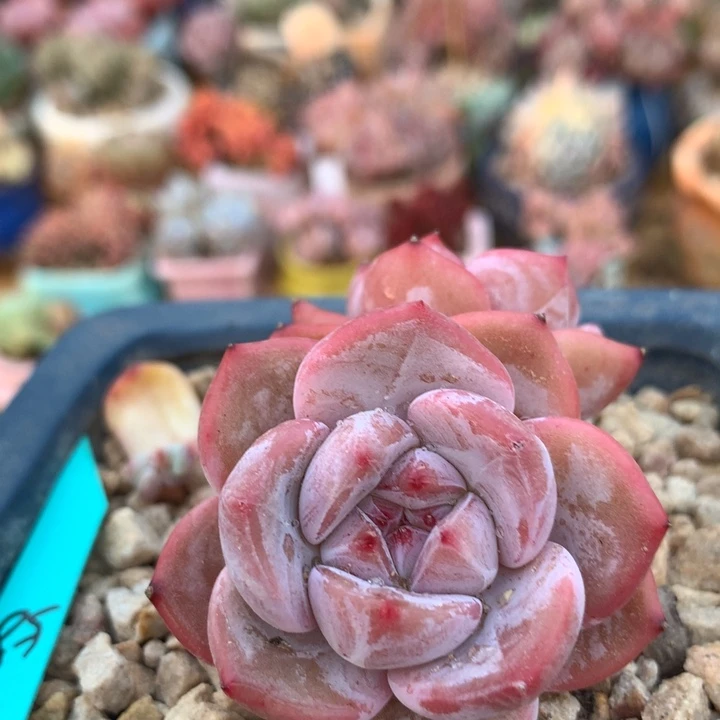 星影老桩38包非偏 009