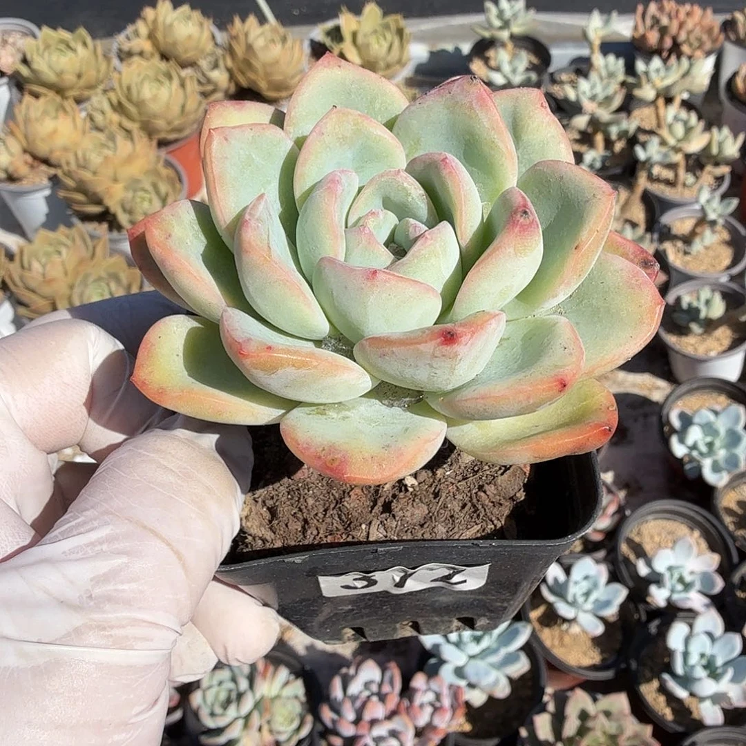 372老桩泡芙满20包邮