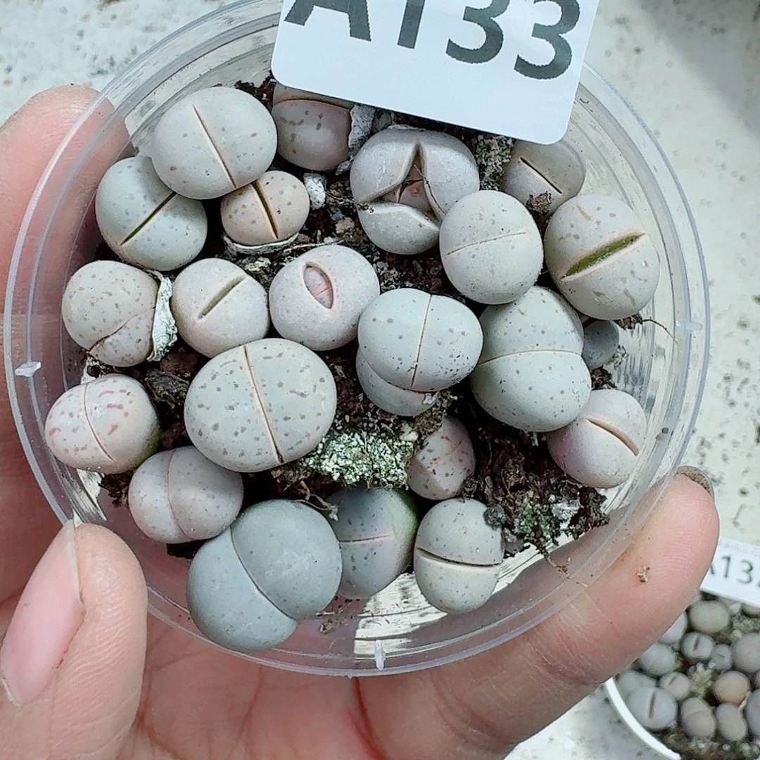 133多肉植物多肉植物