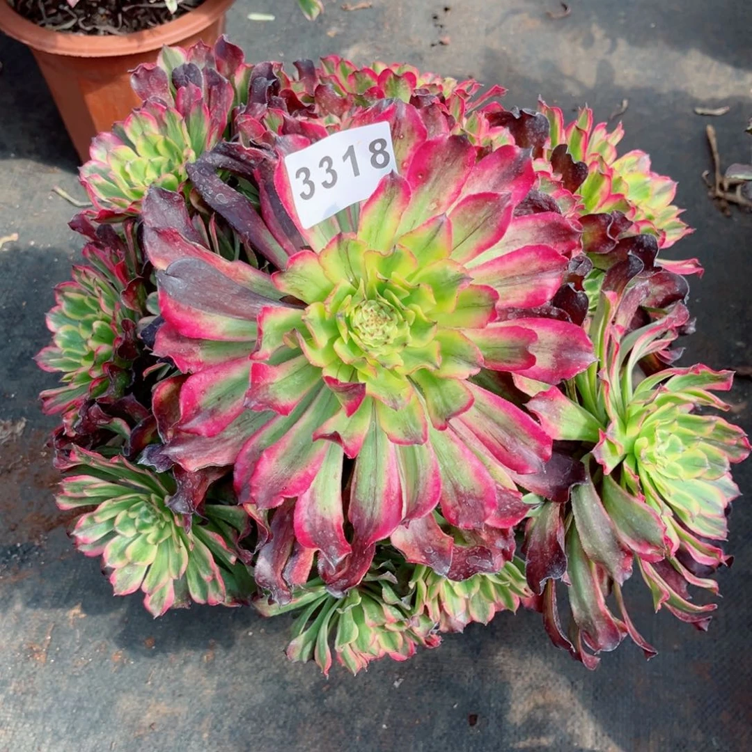 紫薇多肉发货发货