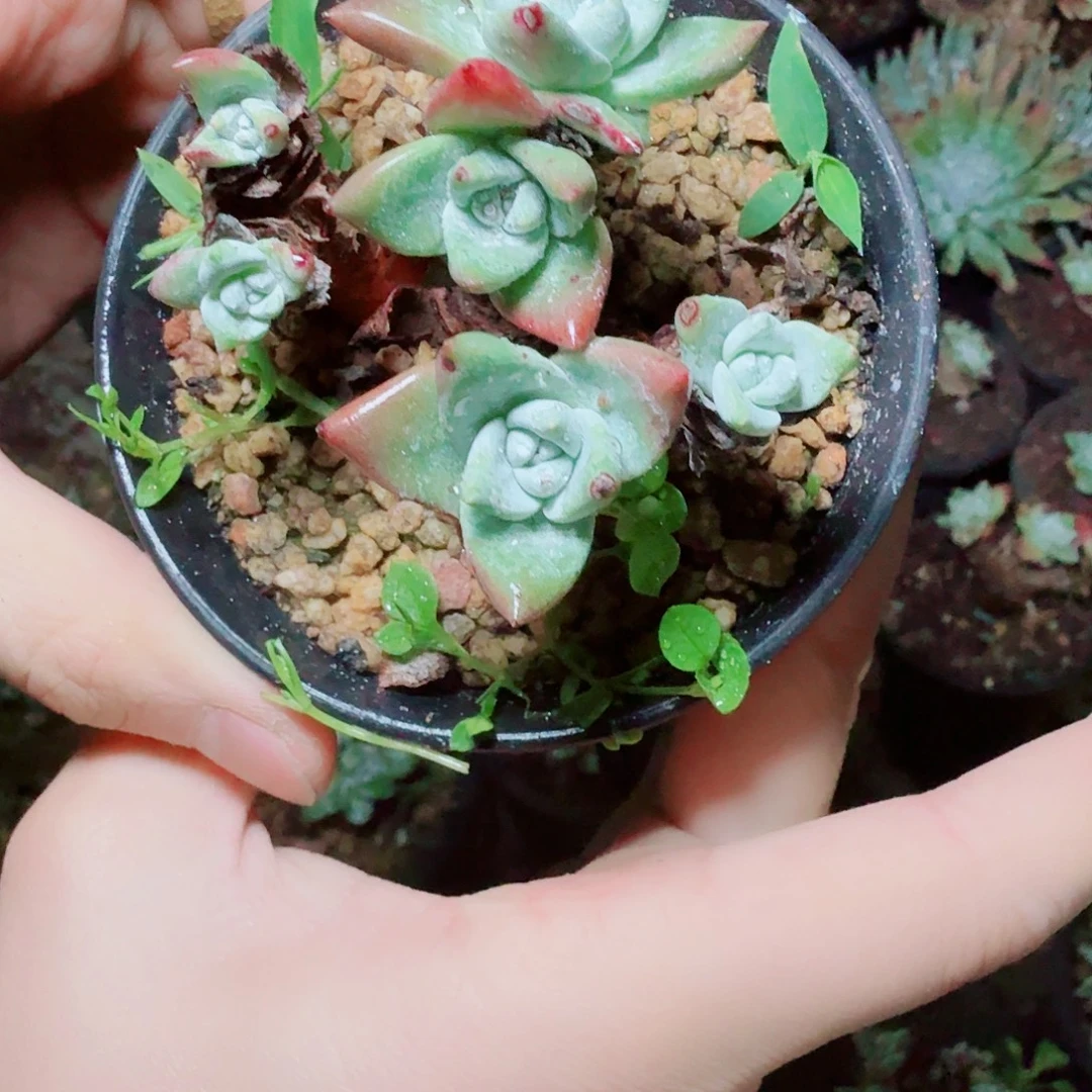 2895刘丹白毫多肉