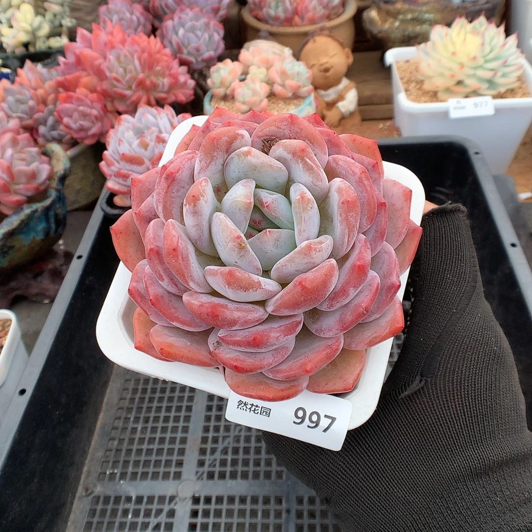 997蒙克多肉植物66666