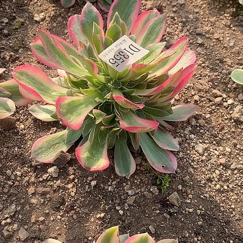 1355女郎多肉法师多肉