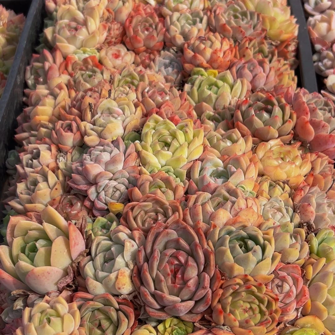 974多肉葡萄的味道是真的很好吃的