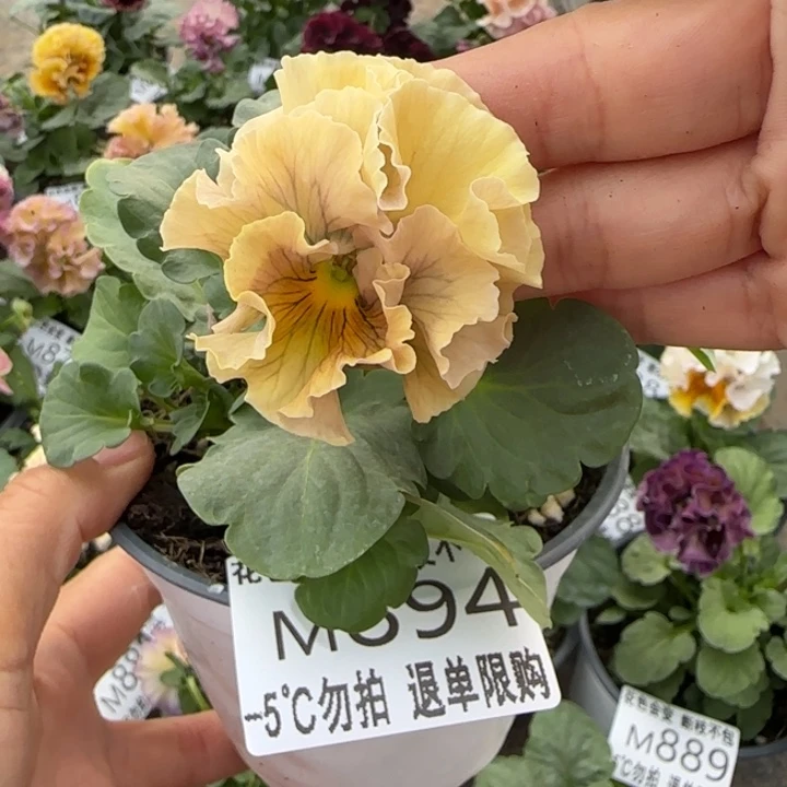 无花朵M894小苗默认苗晃零下5勿拍