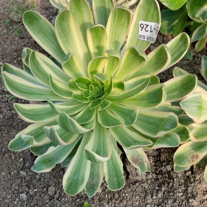 小*?125青莲多肉12345678