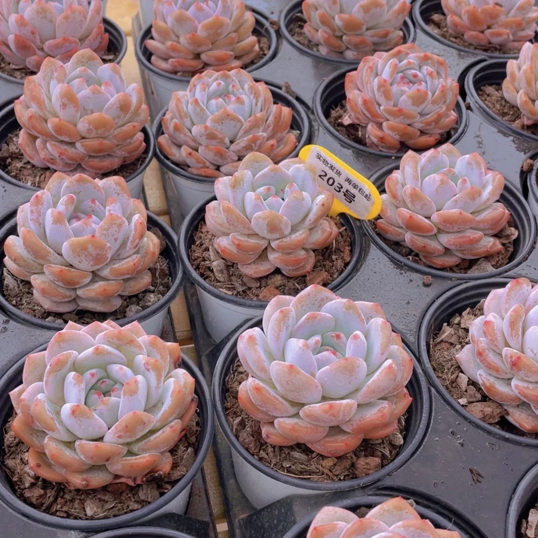 203号 开播福利果冻韩版仙女橙大单头3个