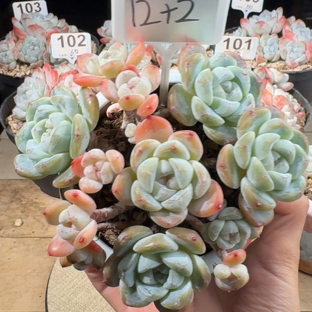 冰玉老桩群生12头2崽
