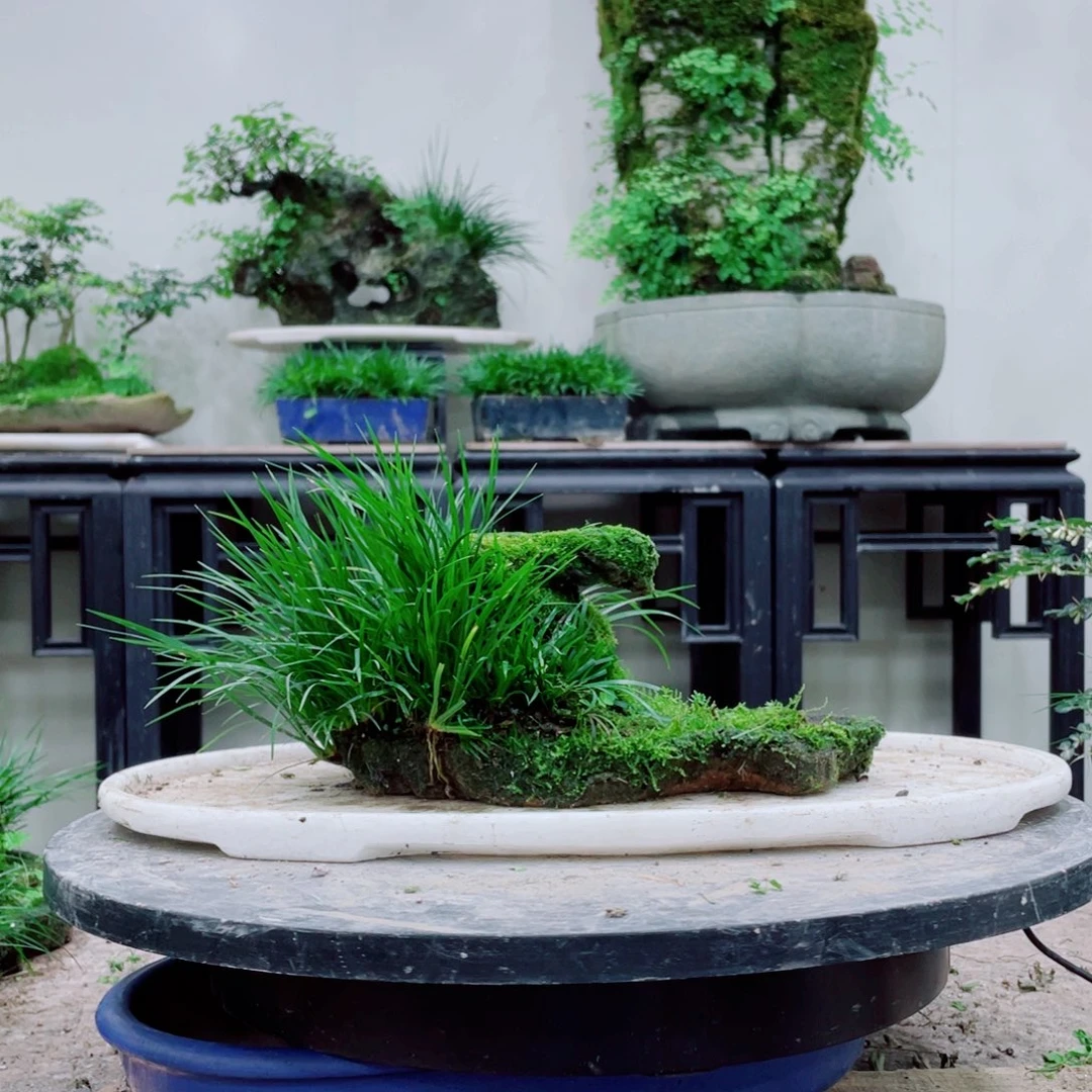 无铅玻璃南****咪铁线蕨等植物为主的