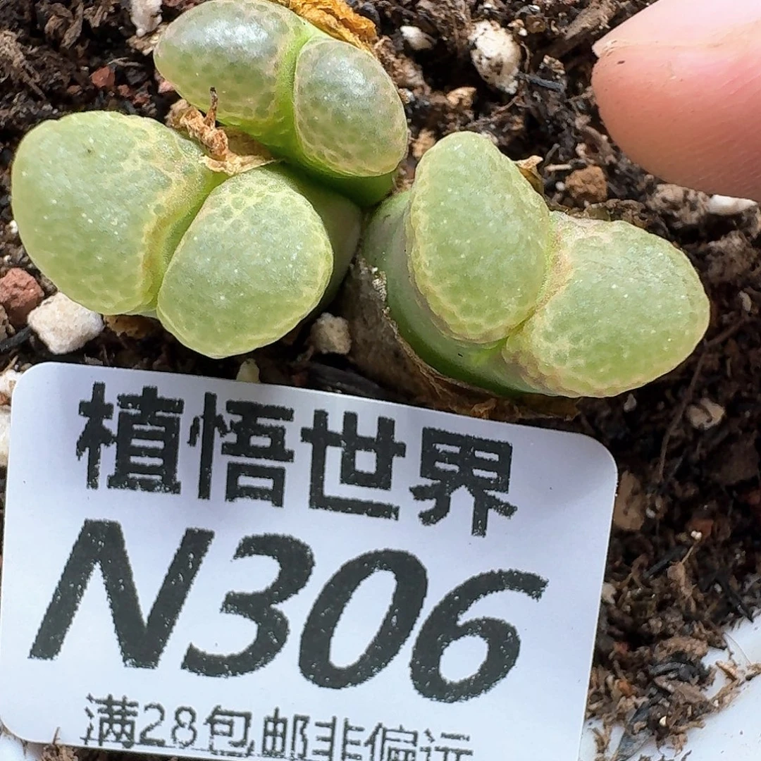 多肉植物的润泽风格