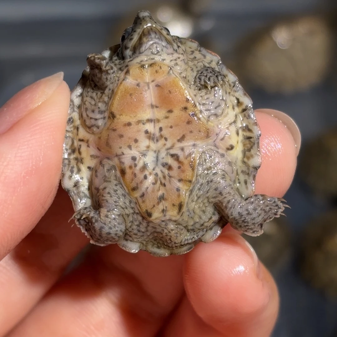 邓***宠物龟不分公母全品剃刀