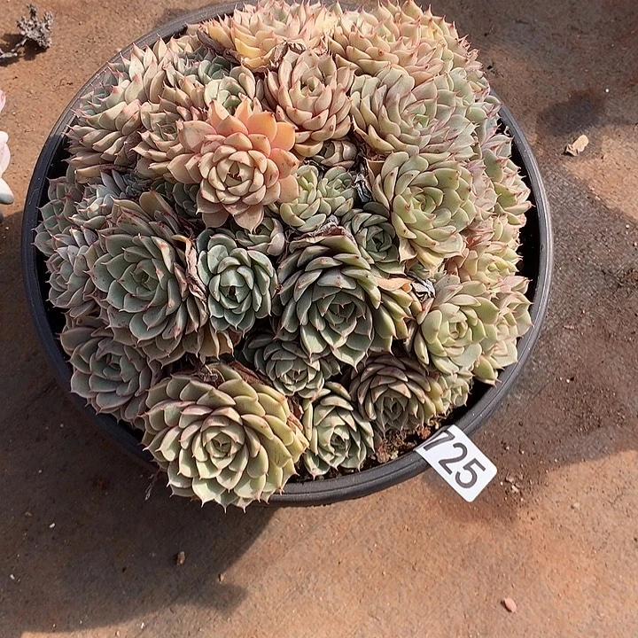 725笨巴蒂斯 一物一拍多肉