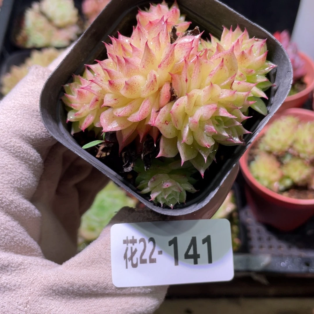 花利美22-141麦秆