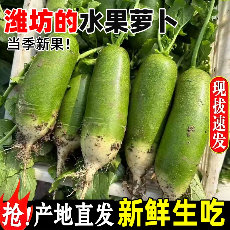 正宗潍坊水果萝卜脆甜多汁可当季生吃青萝卜新鲜现挖产地直发
