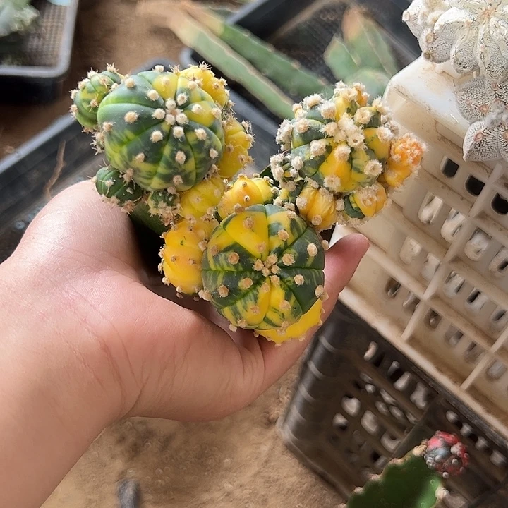 鹏***焰兜锦仙人球组合430-429-428