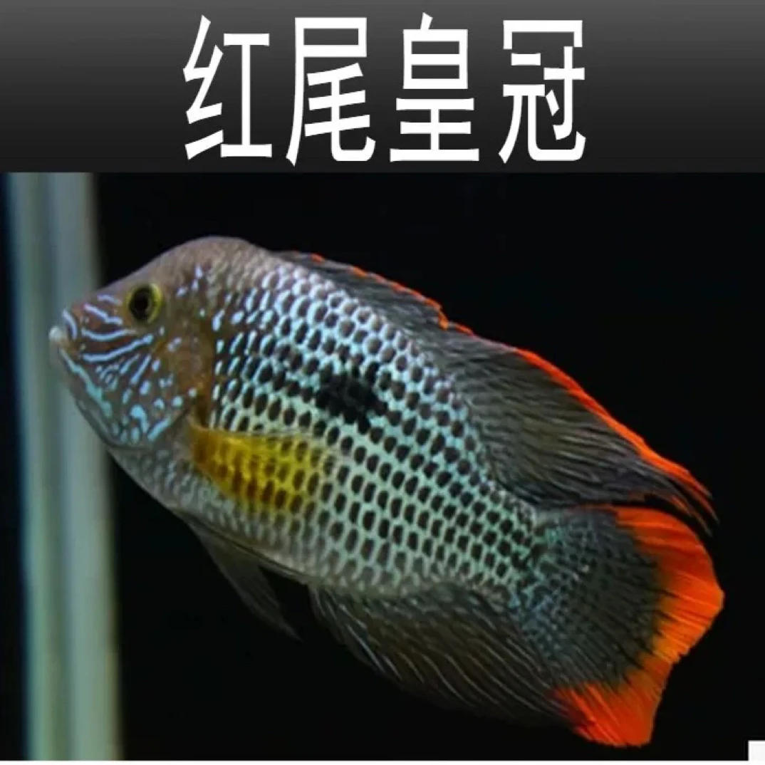 红尾皇冠玉面皇冠鱼活体热带观赏鱼中大型招财鱼苗