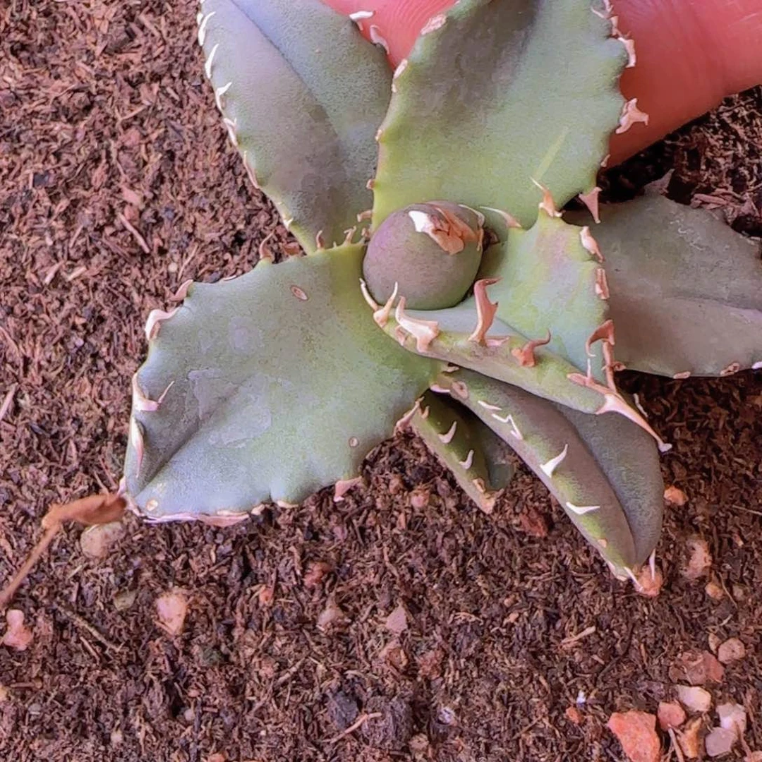┦****y块根植物块根植物