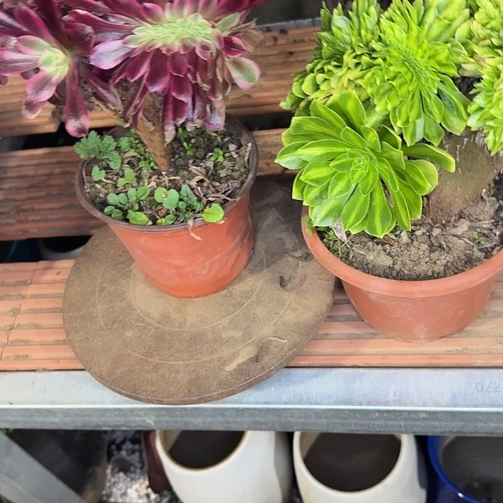 美多莎琉璃缀化植物440