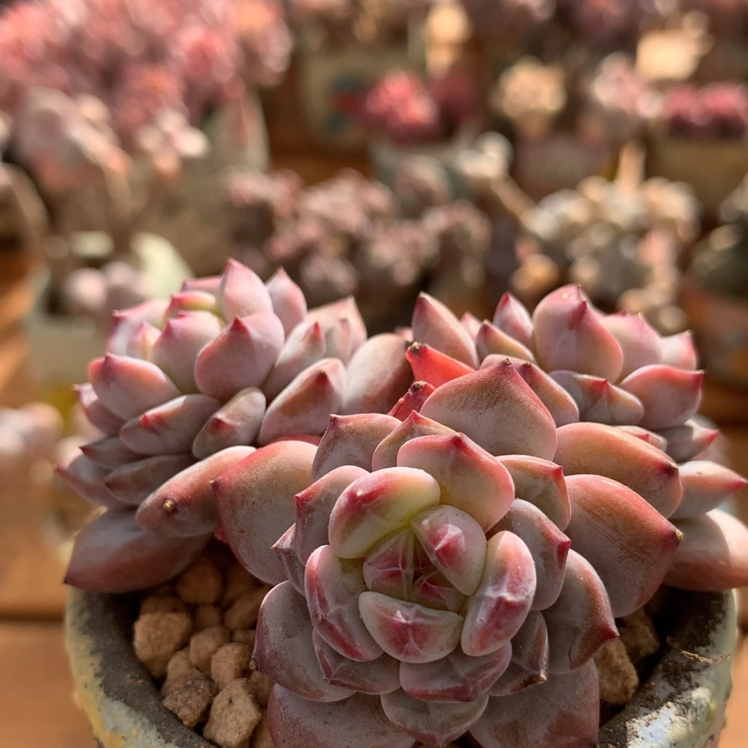 星星橙多肉一物一拍 021