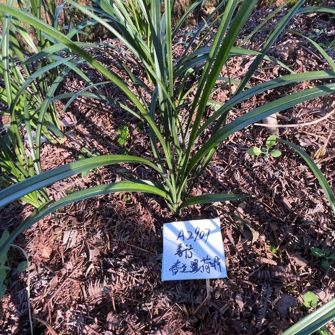 大部分花苞少量开放
