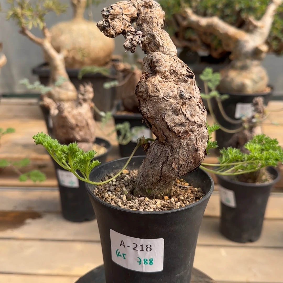 218枯木洋葵块根植物
