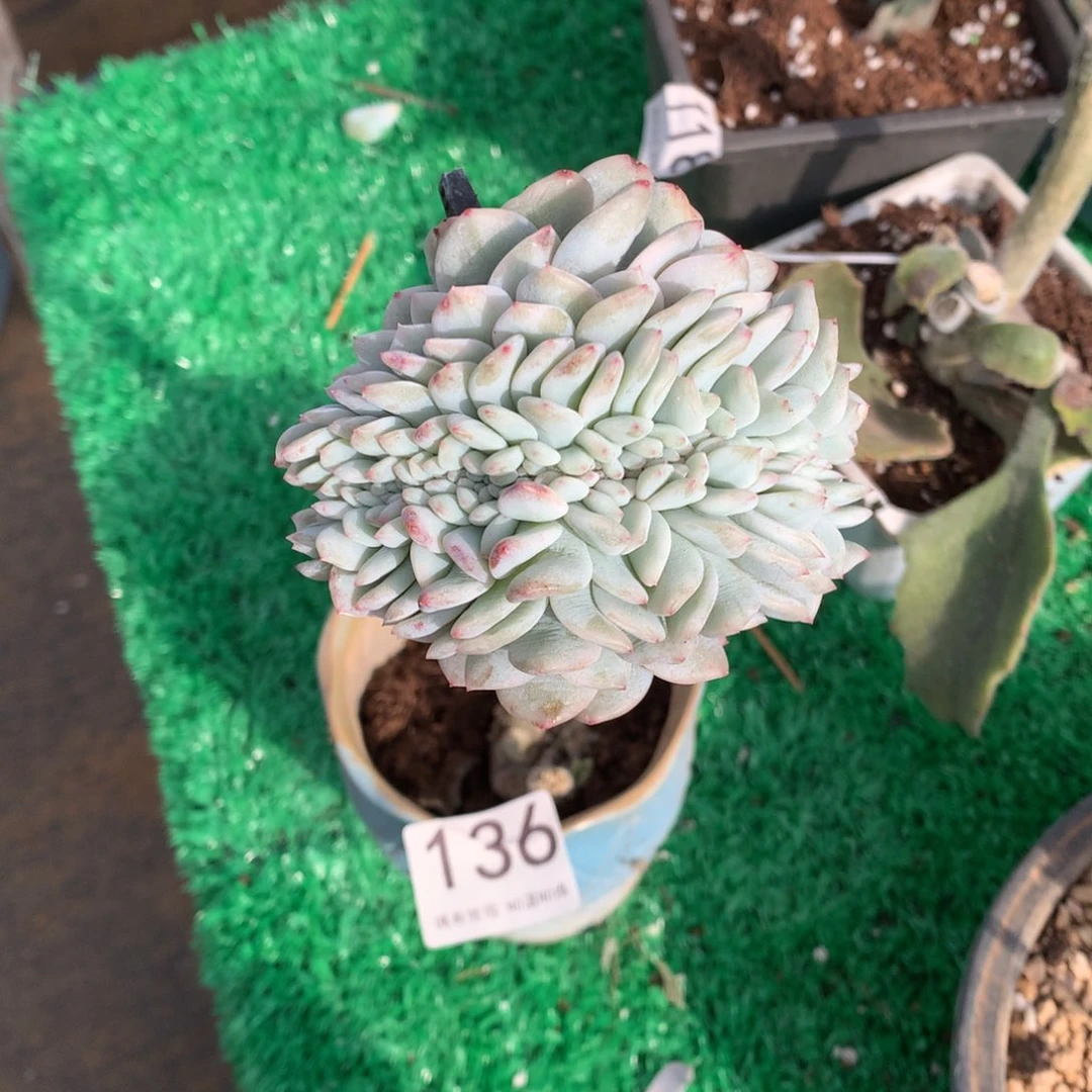 136橙子锦缀多肉植物