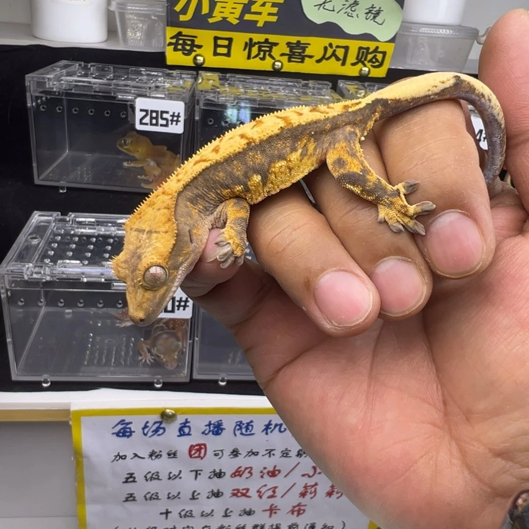 睫角守宫直线超超黑底橙纹奶油三色