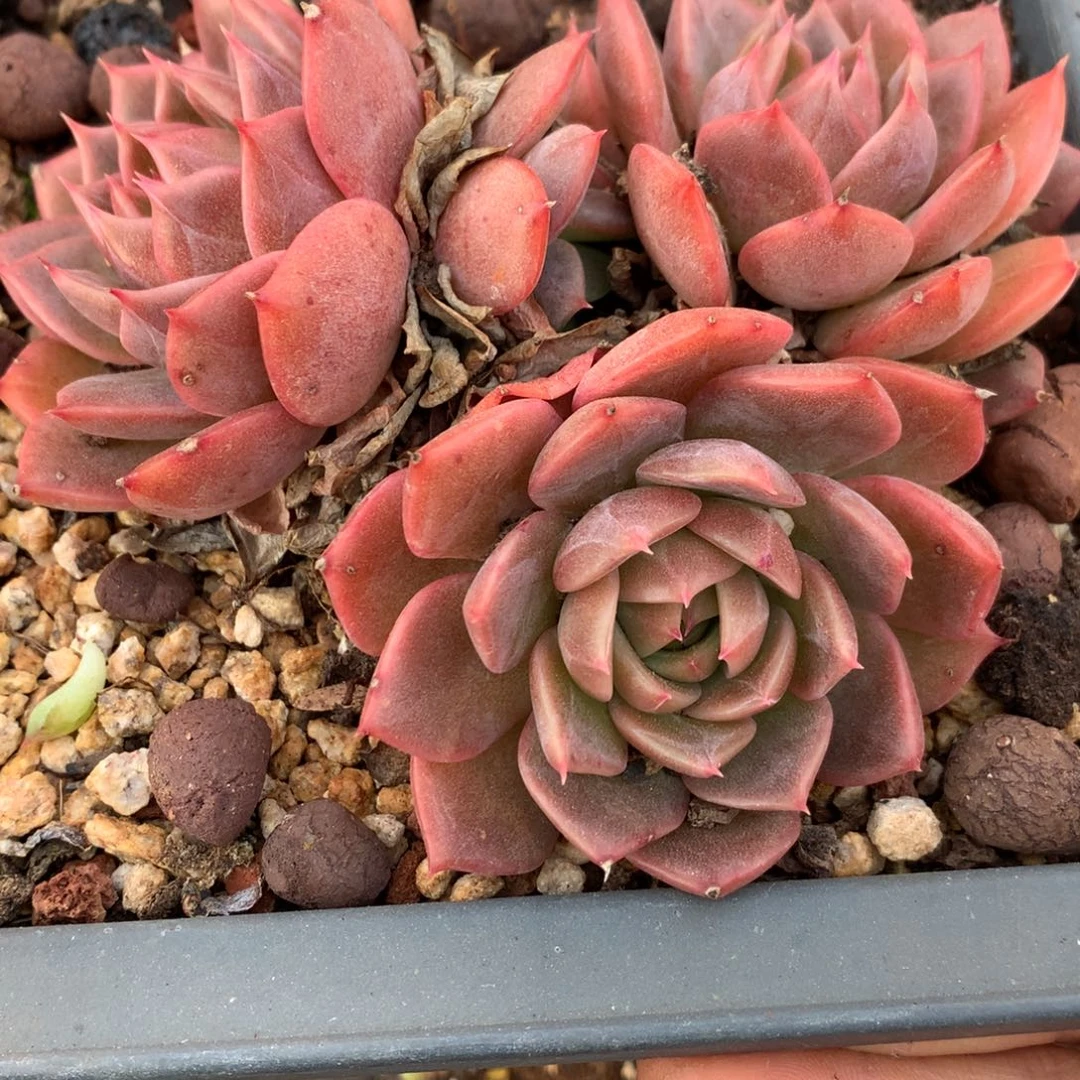 2482杂交精品基地11厘米